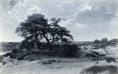 14626 Gezicht op een zandverstuiving en dennenbomen op de heide langs de Dolderseweg te Soesterberg (gemeente Soest).